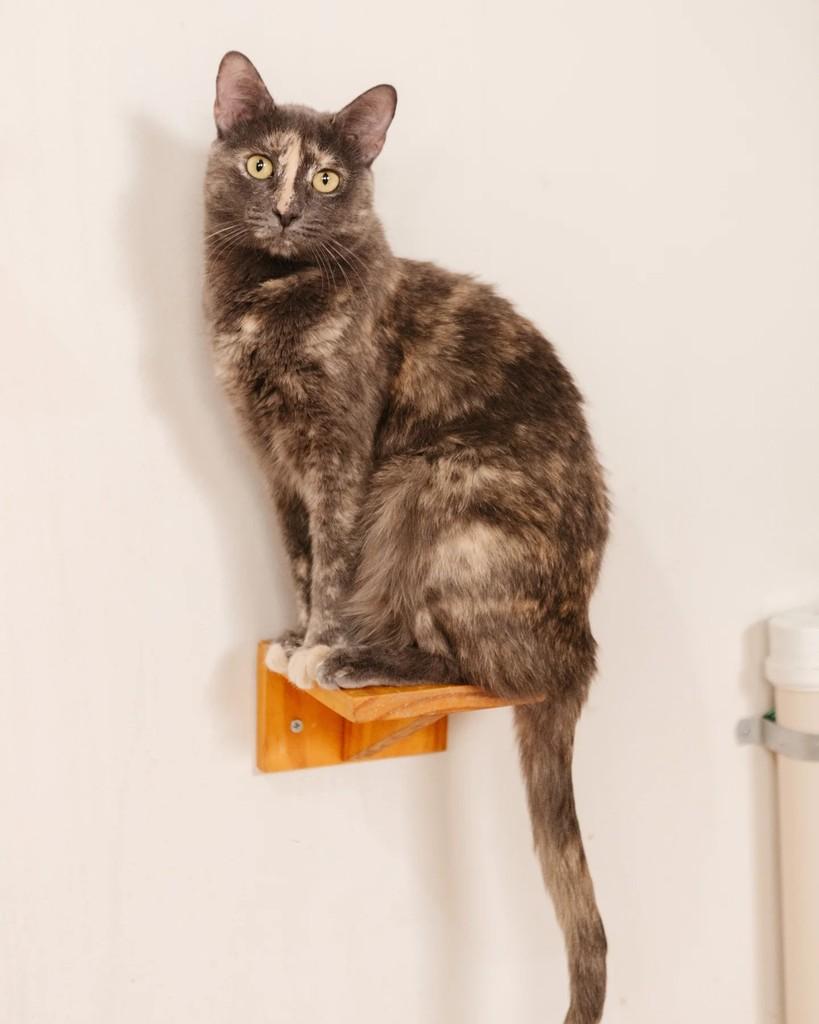 Estela, gata de porte pequeno para adoção em Belo Horizonte - MG