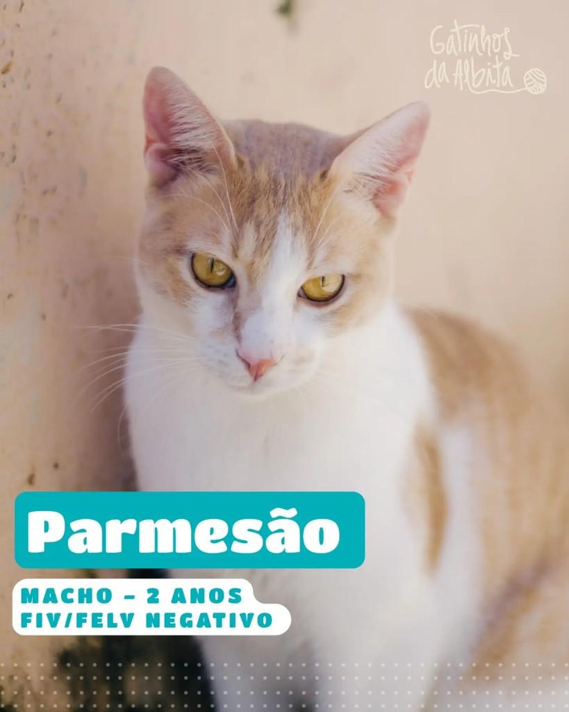 Parmesão, gato de porte médio para adoção em Belo Horizonte - MG