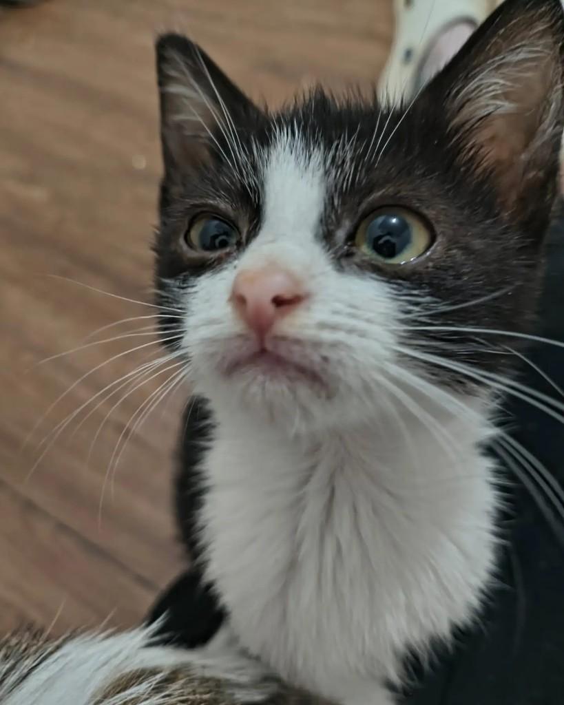 Clara Nunes, gato de porte pequeno para adoção em Belo Horizonte - MG