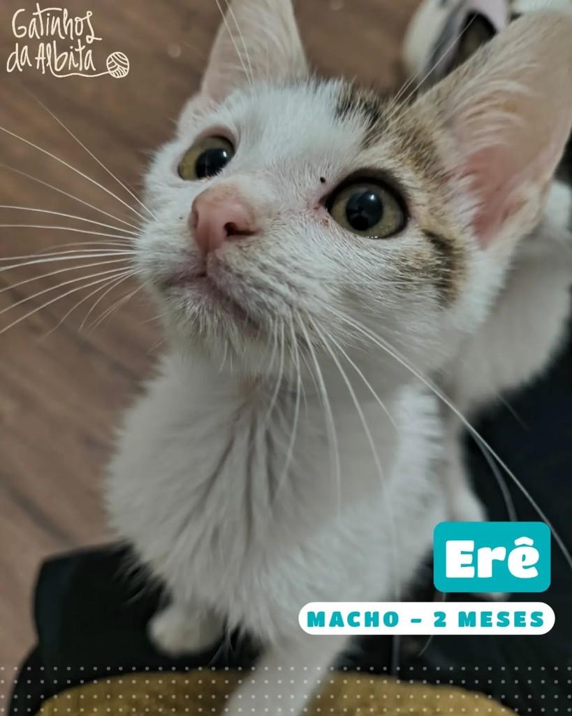 Erê, gato de porte pequeno para adoção em Belo Horizonte - MG