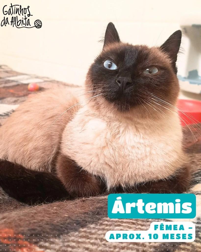 Ártemis, gata para adoção em Belo Horizonte - MG