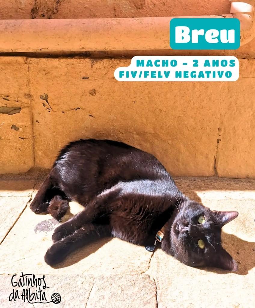 Breu, gato de porte médio para adoção em Belo Horizonte - MG