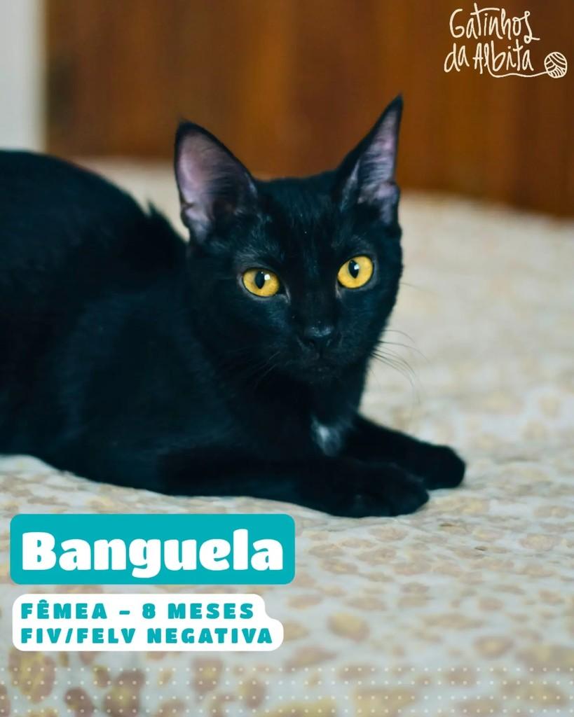 Banguela, gata de porte pequeno para adoção em Belo Horizonte - MG