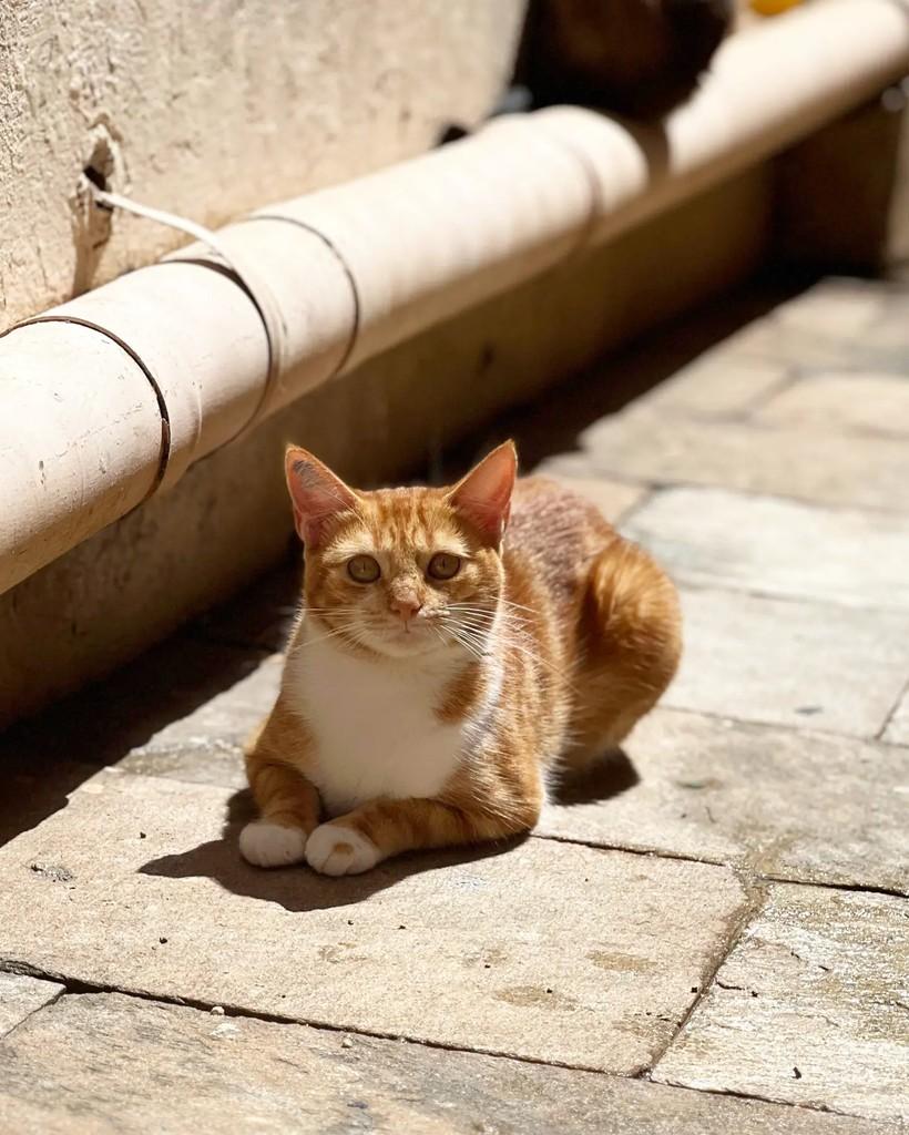 Ayka, gata de porte pequeno para adoção em Belo Horizonte - MG