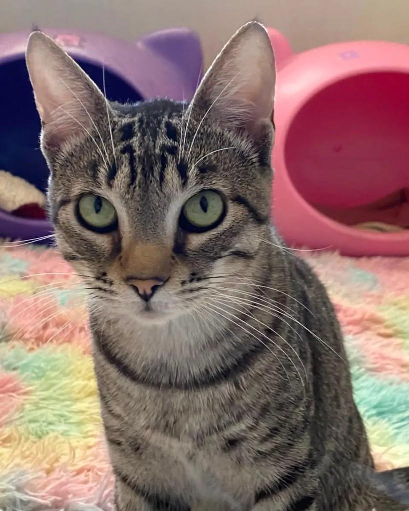 Pipo, gato de porte pequeno para adoção em Belo Horizonte - MG