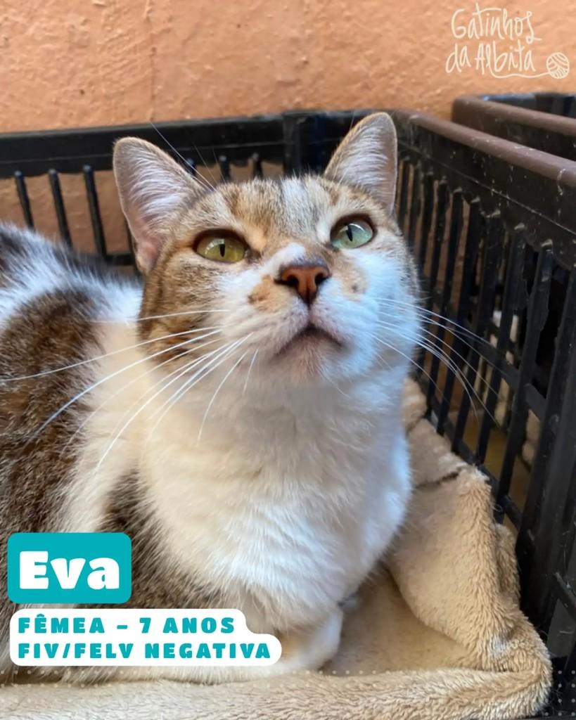 Eva, gata de porte médio para adoção em Belo Horizonte - MG