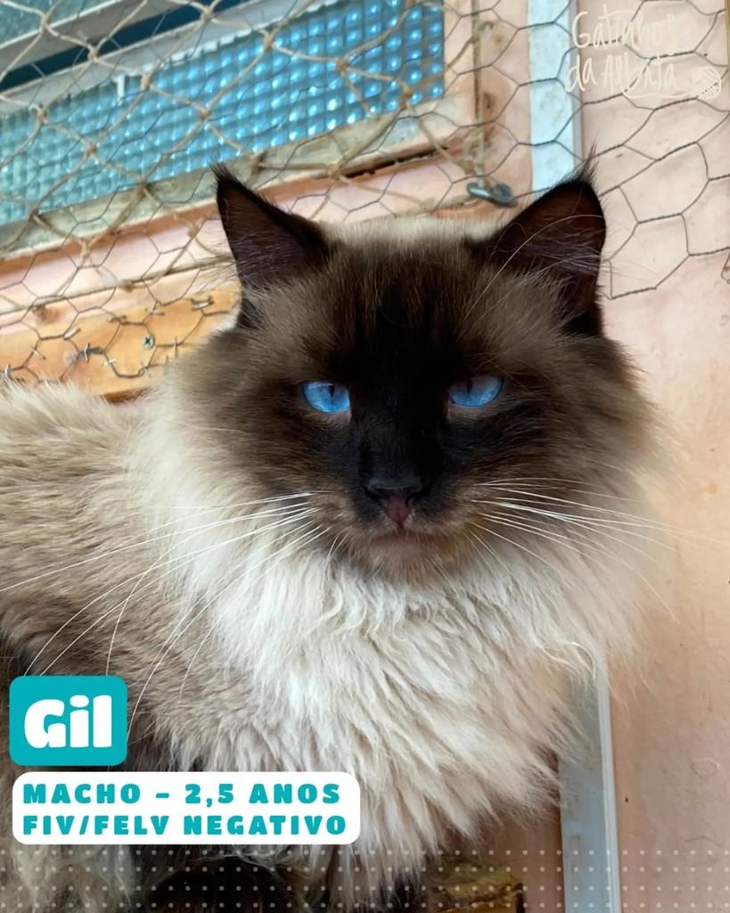 Gil, gato de porte médio para adoção em Belo Horizonte - MG