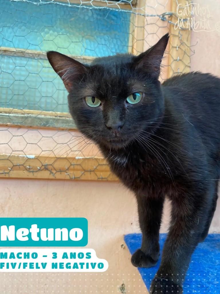 Netuno, gato de porte médio para adoção em Belo Horizonte - MG