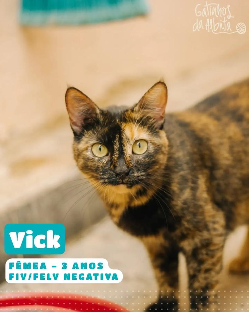 Vick, gata de porte pequeno para adoção em Belo Horizonte - MG