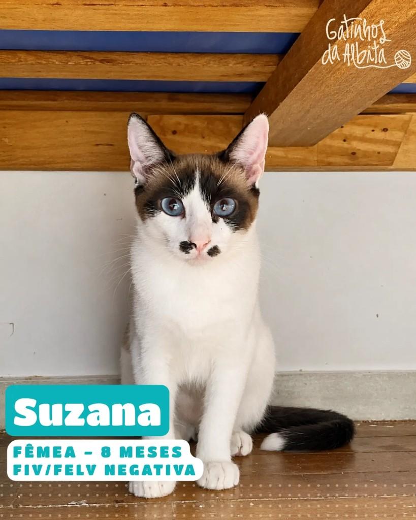 Suzana, gata de porte pequeno para adoção em Belo Horizonte - MG