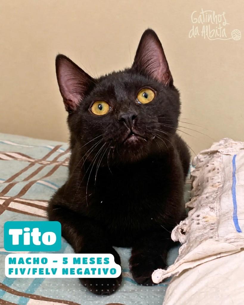Tito, gato de porte pequeno para adoção em Belo Horizonte - MG