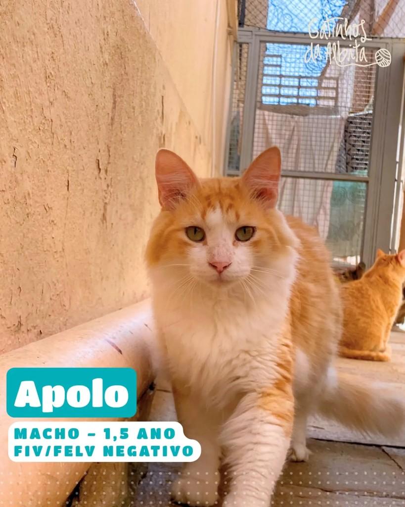 Apolo, gato de porte médio para adoção em Belo Horizonte - MG
