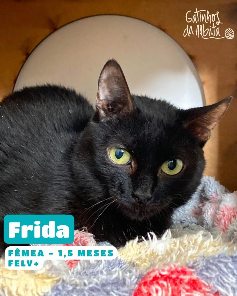 Frida, gata de porte pequeno para adoção em Belo Horizonte - MG