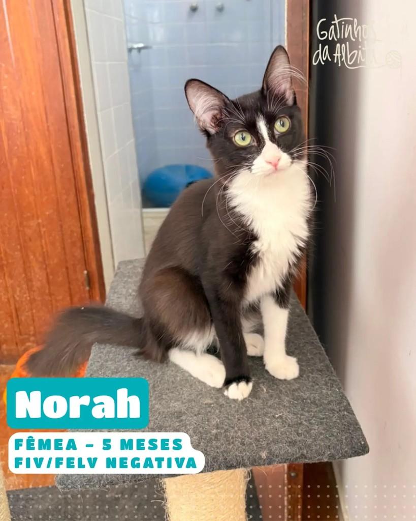 Norah, gata de porte pequeno para adoção em Belo Horizonte - MG