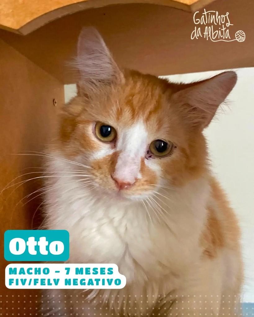 Otto, gato de porte pequeno para adoção em Belo Horizonte - MG