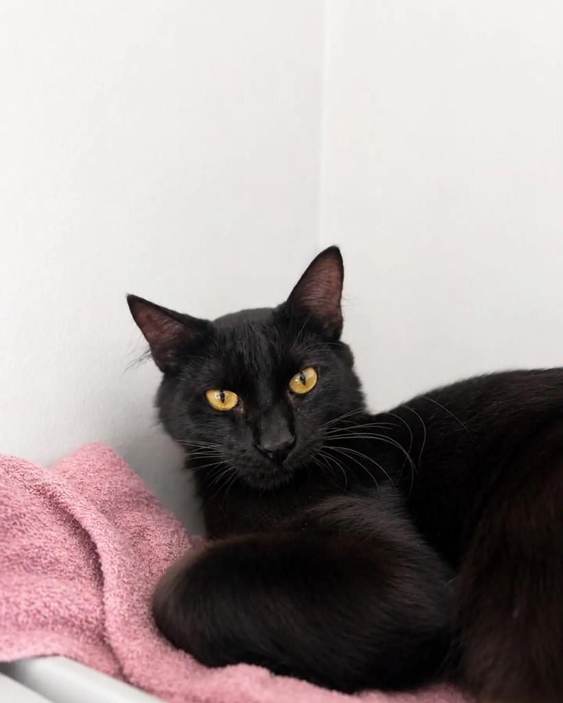 Vitório, gato de porte médio para adoção em Belo Horizonte - MG