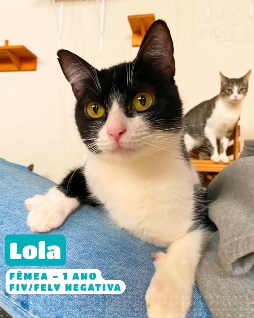 Lola, gata de porte grande para adoção em Belo Horizonte - MG