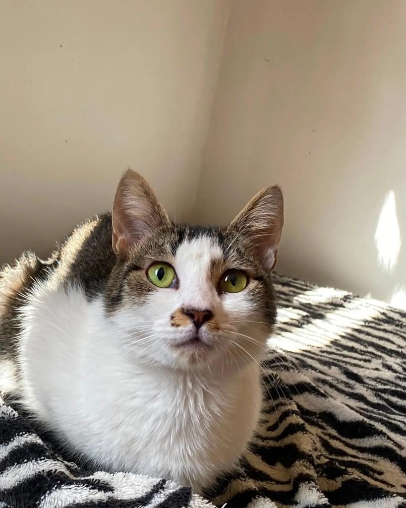 Tinkerbell, gata de porte pequeno para adoção em Belo Horizonte - MG