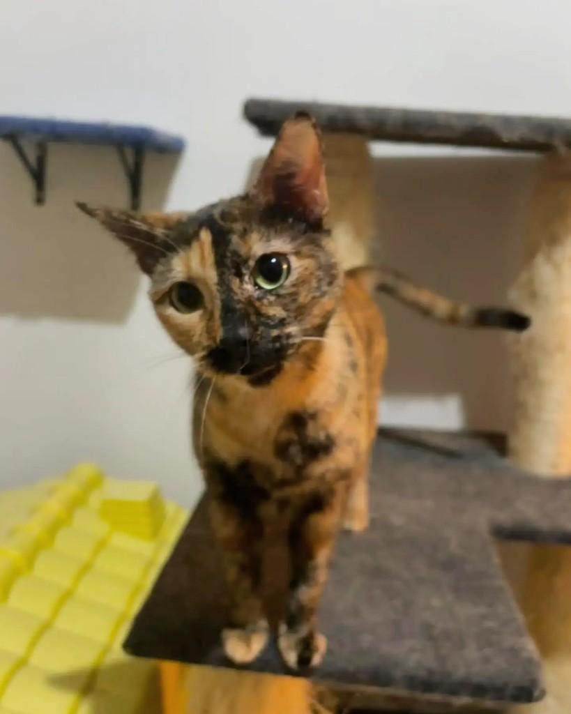 Belinha, gata de porte pequeno para adoção em Belo Horizonte - MG