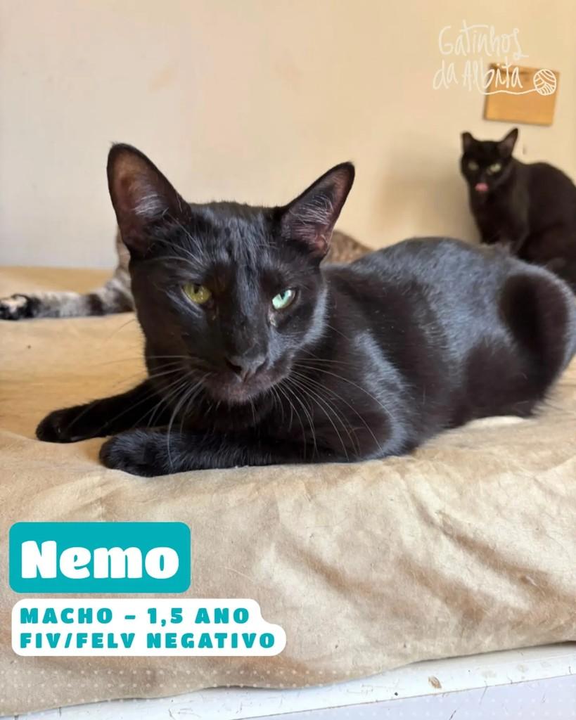 Nemo, gato de porte médio para adoção em Belo Horizonte - MG