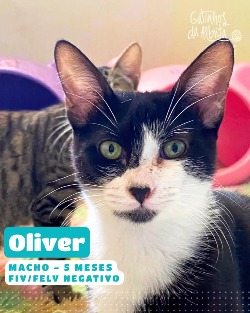 Oliver, gato de porte pequeno para adoção em Belo Horizonte - MG