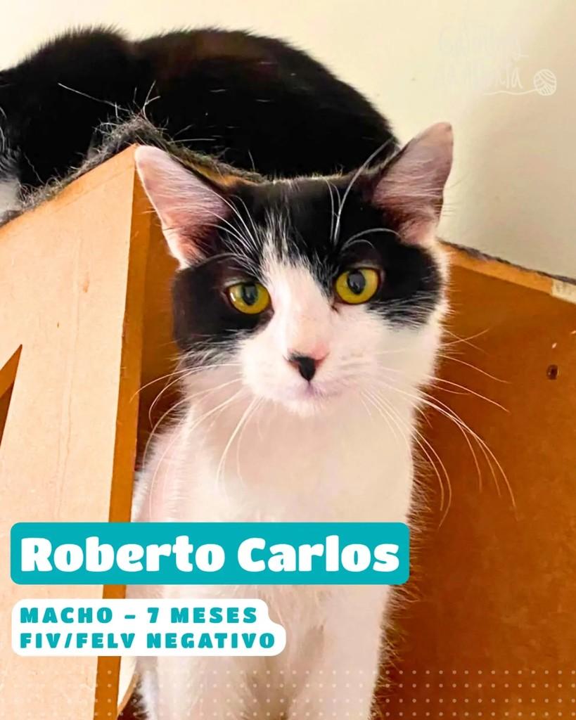 Roberto, gato de porte pequeno para adoção em Belo Horizonte - MG