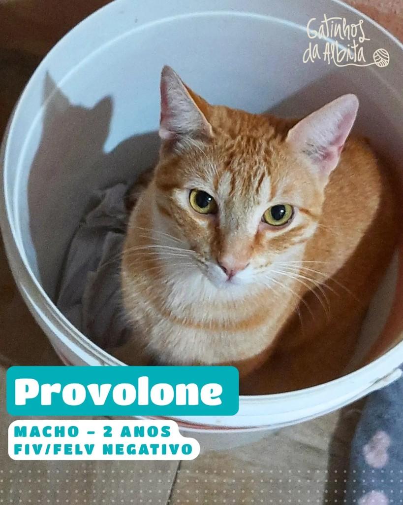 Provolone, gato de porte médio para adoção em Belo Horizonte - MG