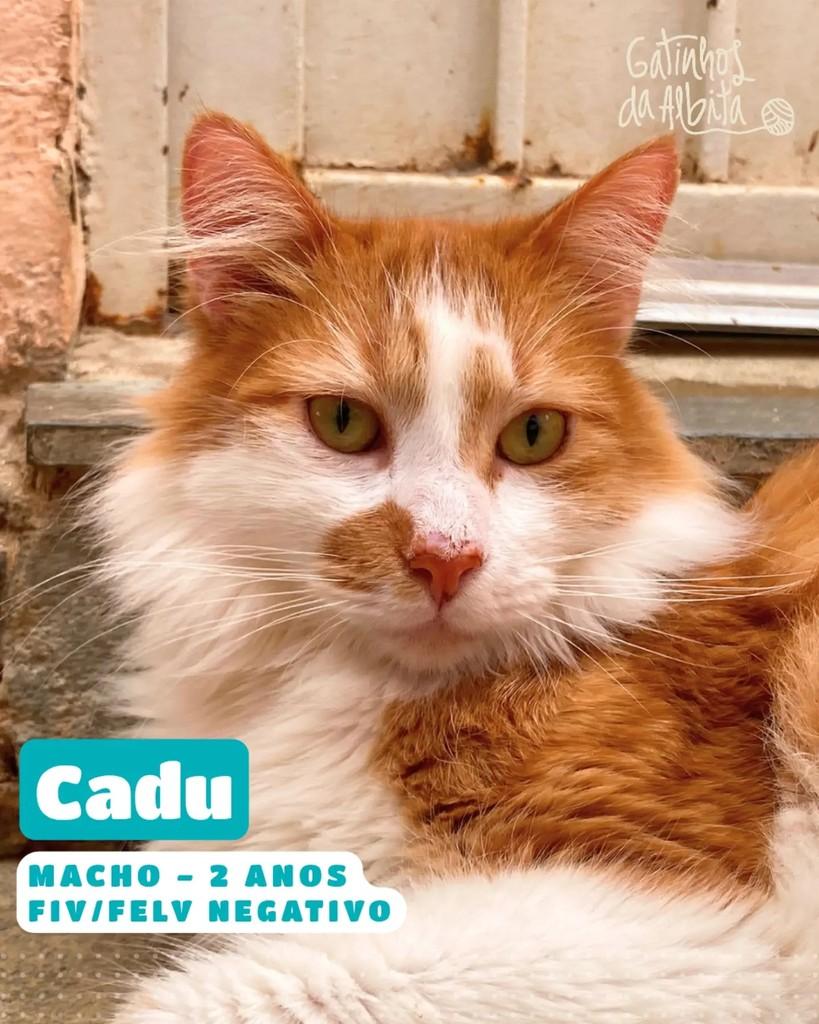 Cadu, gato de porte médio para adoção em Belo Horizonte - MG