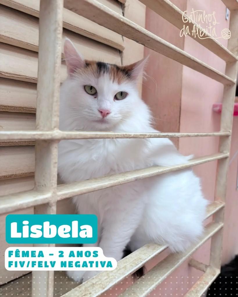 Lisbela, gata de porte médio para adoção em Belo Horizonte - MG