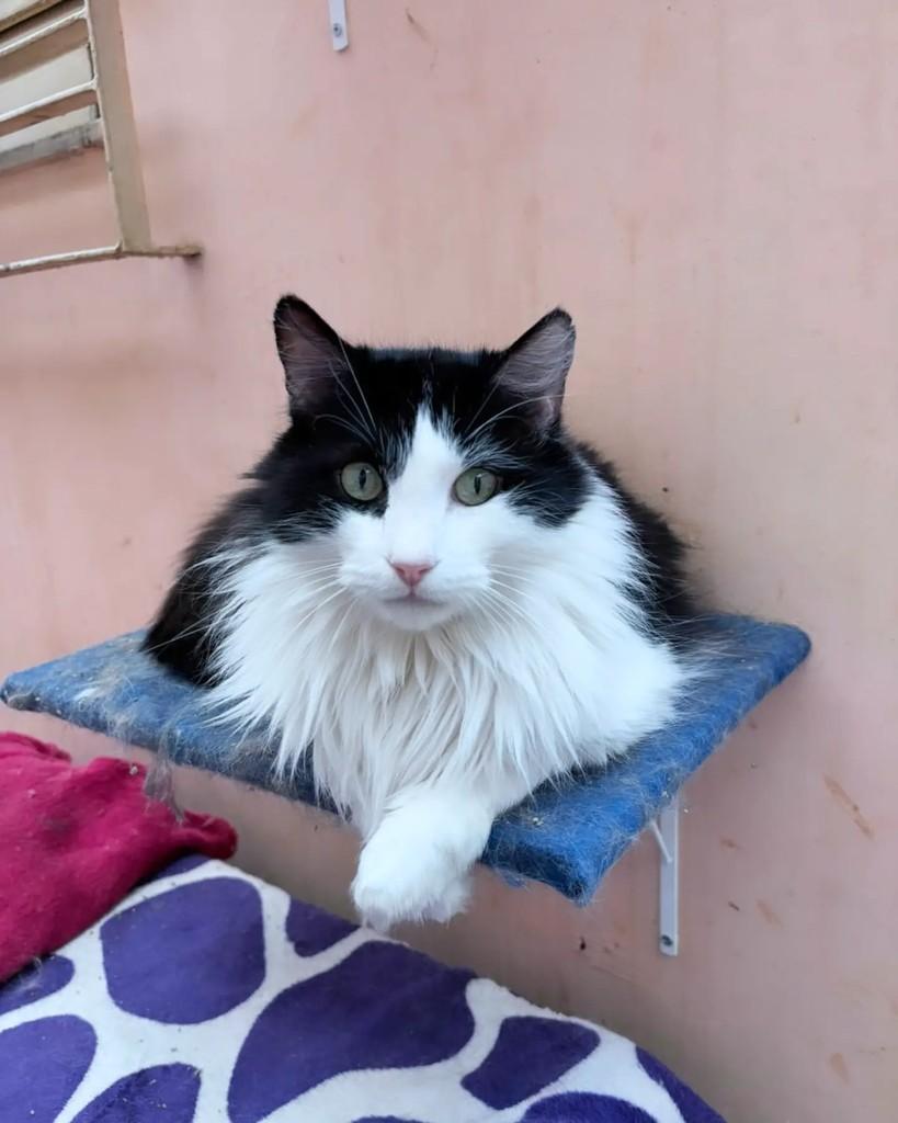 Frafra, gato de porte médio para adoção em Belo Horizonte - MG
