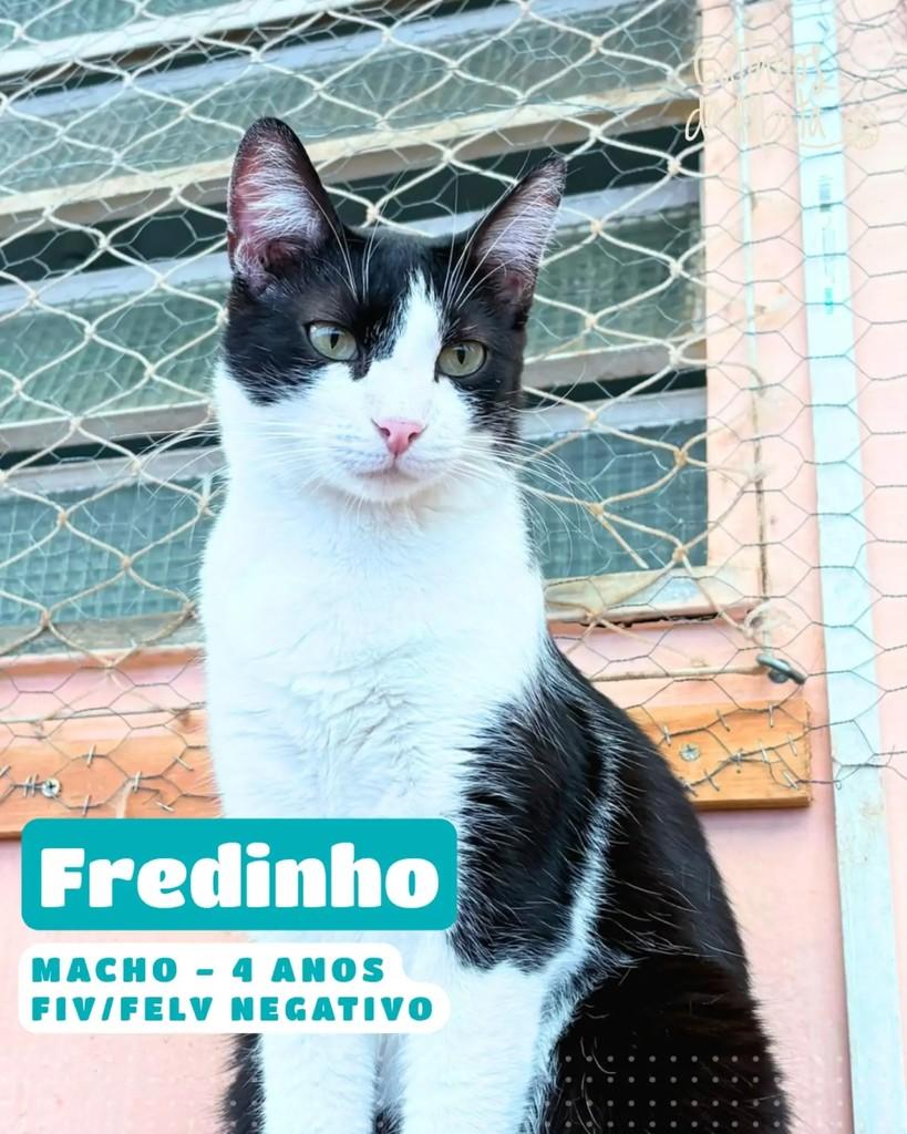 Fredinho, gato de porte médio para adoção em Belo Horizonte - MG