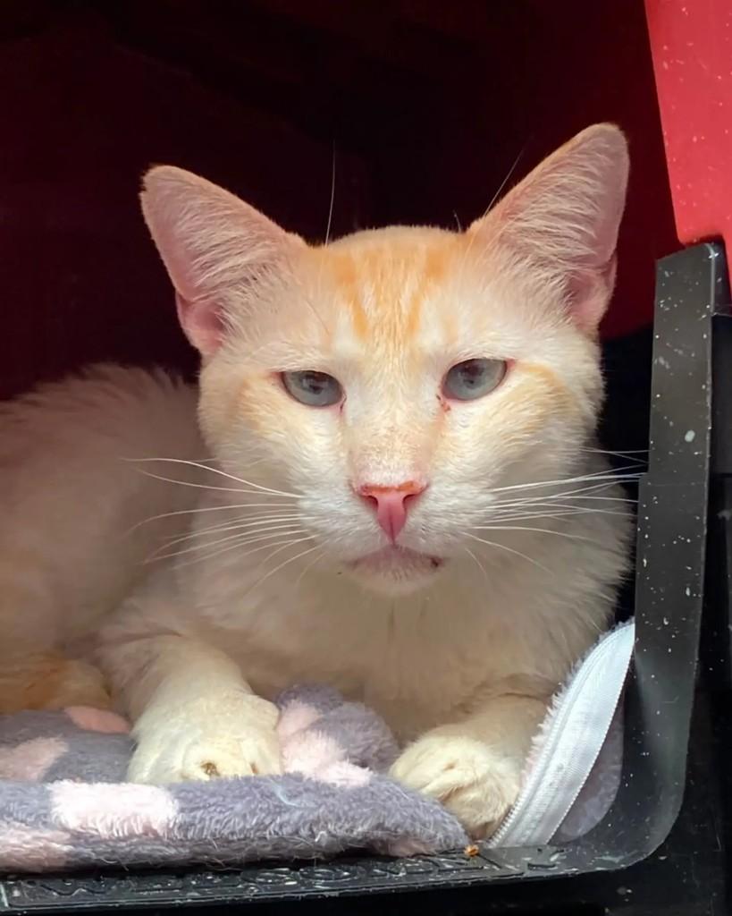 Nino, gato de porte pequeno para adoção em Belo Horizonte - MG
