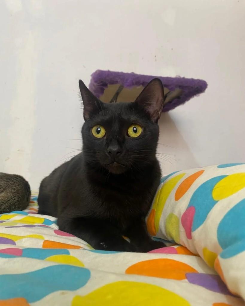 Neguinha, gata de porte pequeno para adoção em Belo Horizonte - MG