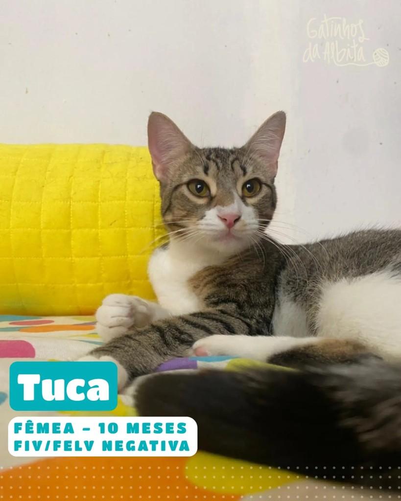 Tuca, gata de porte médio para adoção em Belo Horizonte - MG