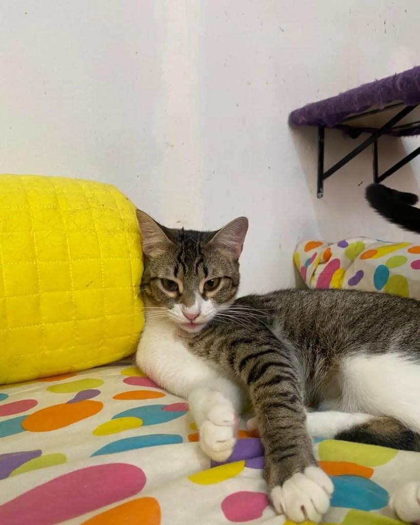 Tuca, gata de porte médio para adoção em Belo Horizonte - MG — foto 2 de 3
