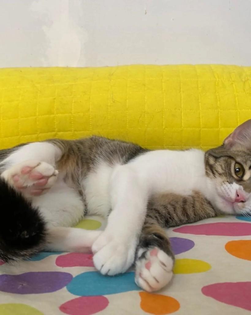 Tuca, gata de porte médio para adoção em Belo Horizonte - MG — foto 3 de 3