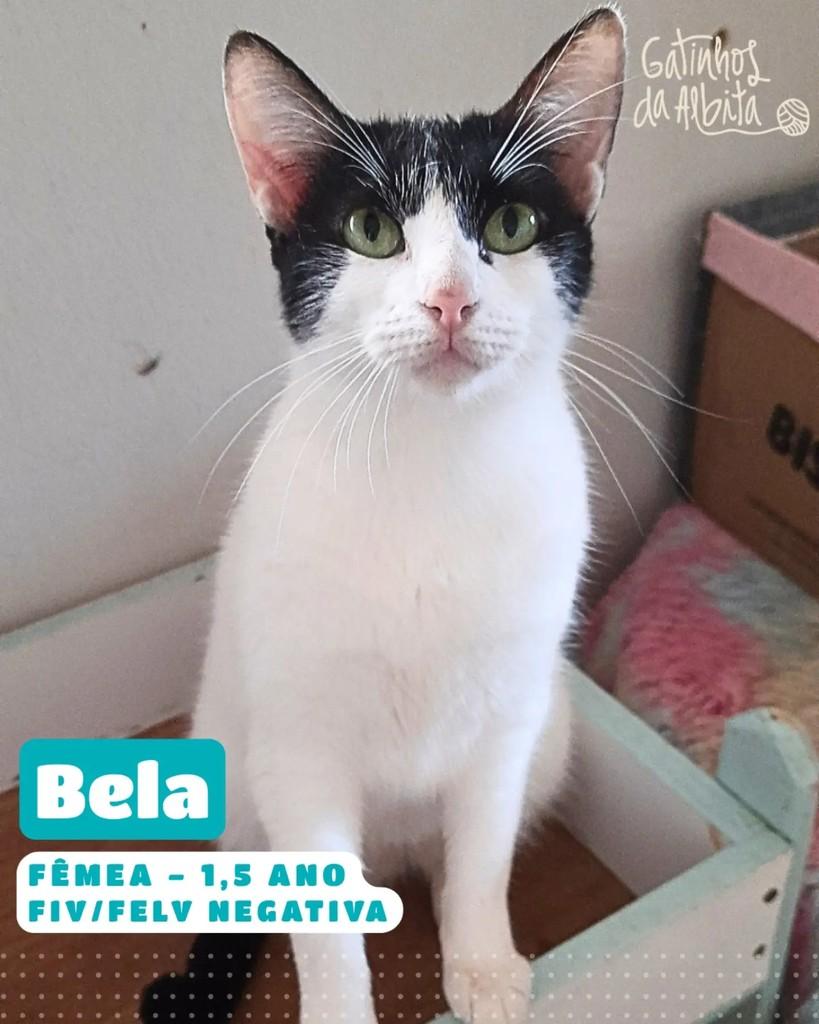 Bela, gata de porte pequeno para adoção em Belo Horizonte - MG