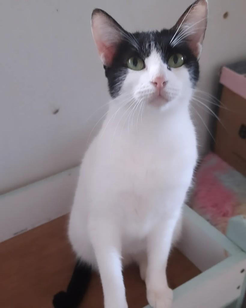 Bela, gata de porte pequeno para adoção em Belo Horizonte - MG — foto 2 de 4