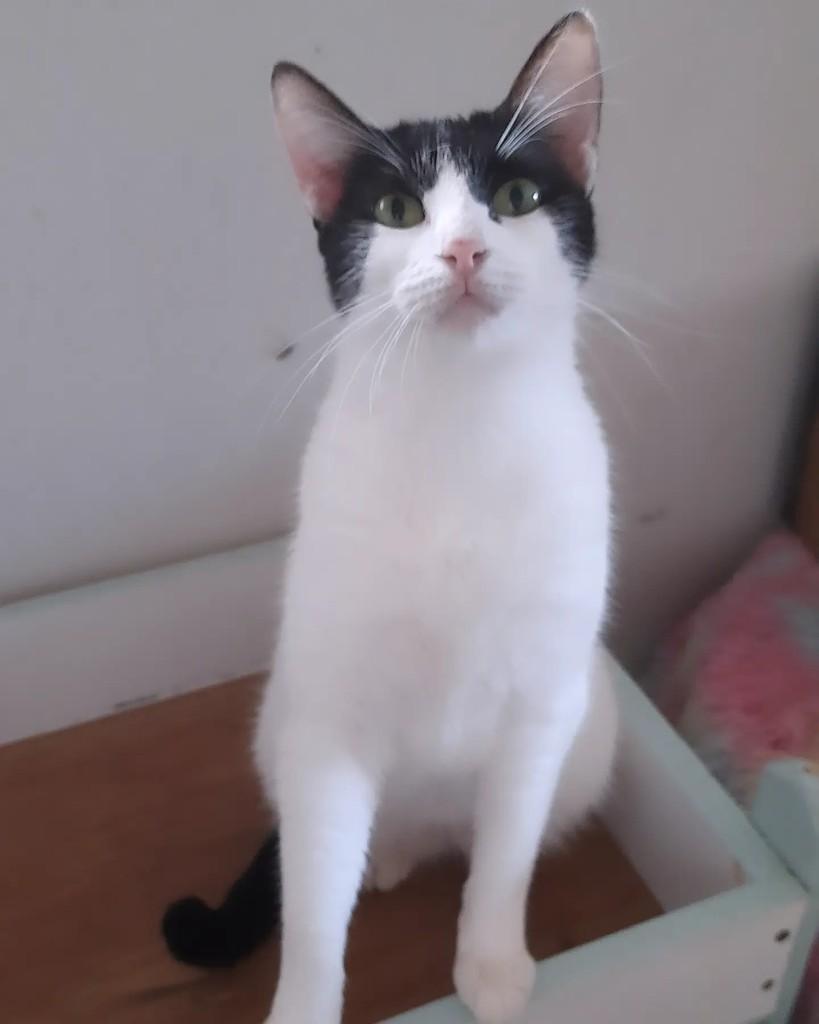 Bela, gata de porte pequeno para adoção em Belo Horizonte - MG — foto 3 de 4
