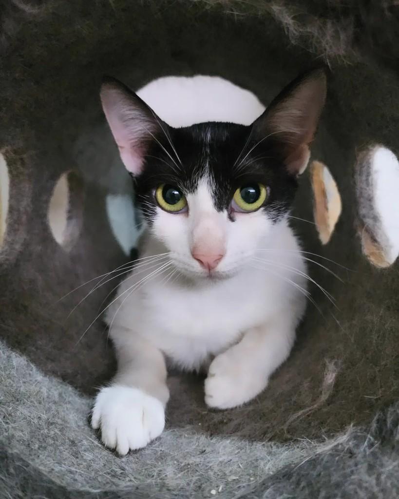 Bela, gata de porte pequeno para adoção em Belo Horizonte - MG — foto 4 de 4