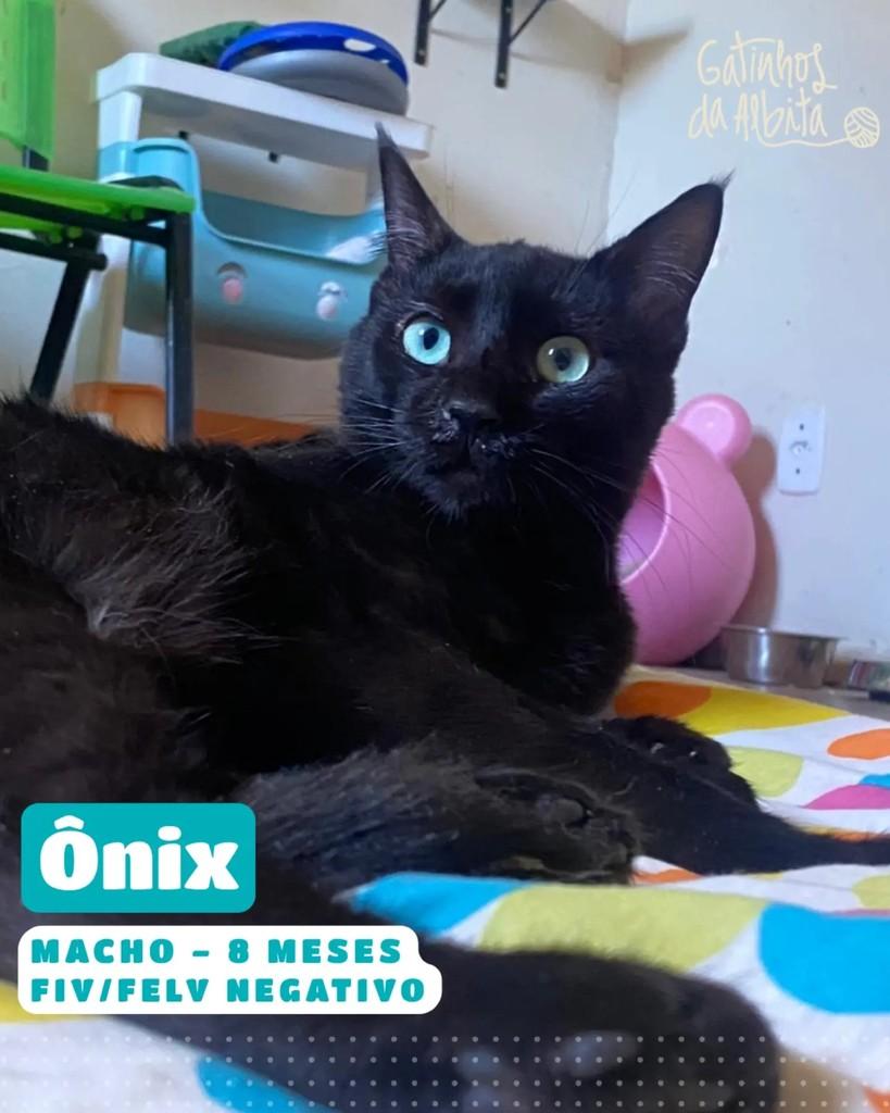 Ônix, gato de porte pequeno para adoção em Belo Horizonte - MG