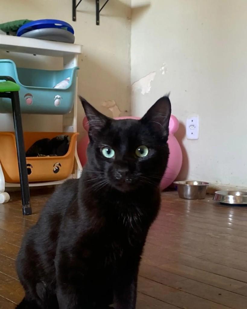 Ônix, gato de porte pequeno para adoção em Belo Horizonte - MG — foto 2 de 5