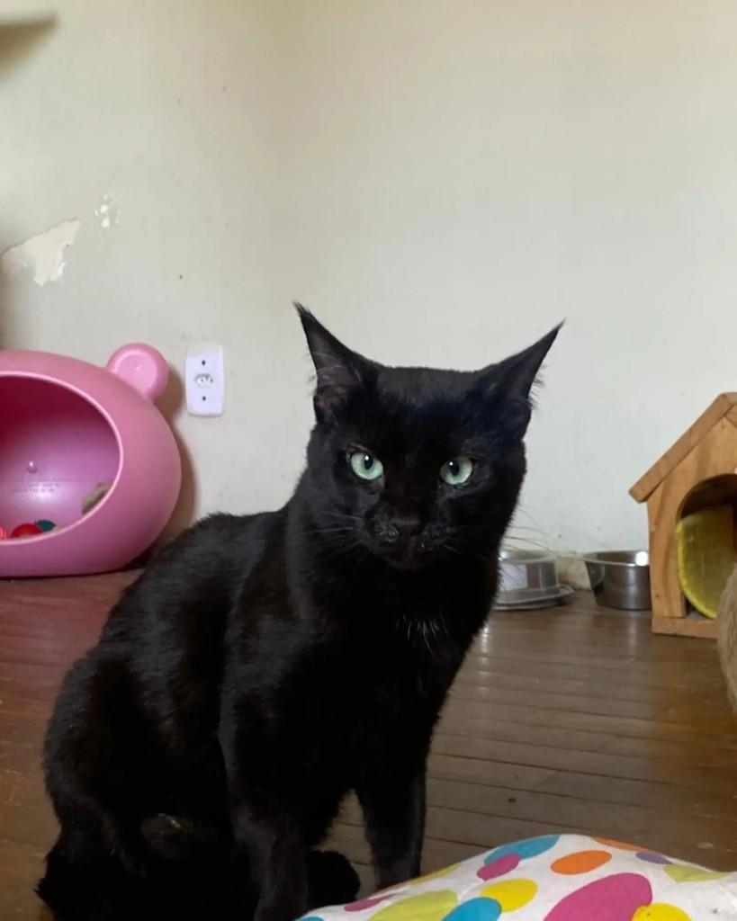 Ônix, gato de porte pequeno para adoção em Belo Horizonte - MG — foto 3 de 5