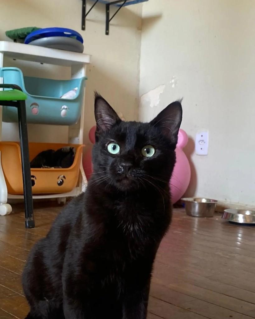 Ônix, gato de porte pequeno para adoção em Belo Horizonte - MG — foto 4 de 5