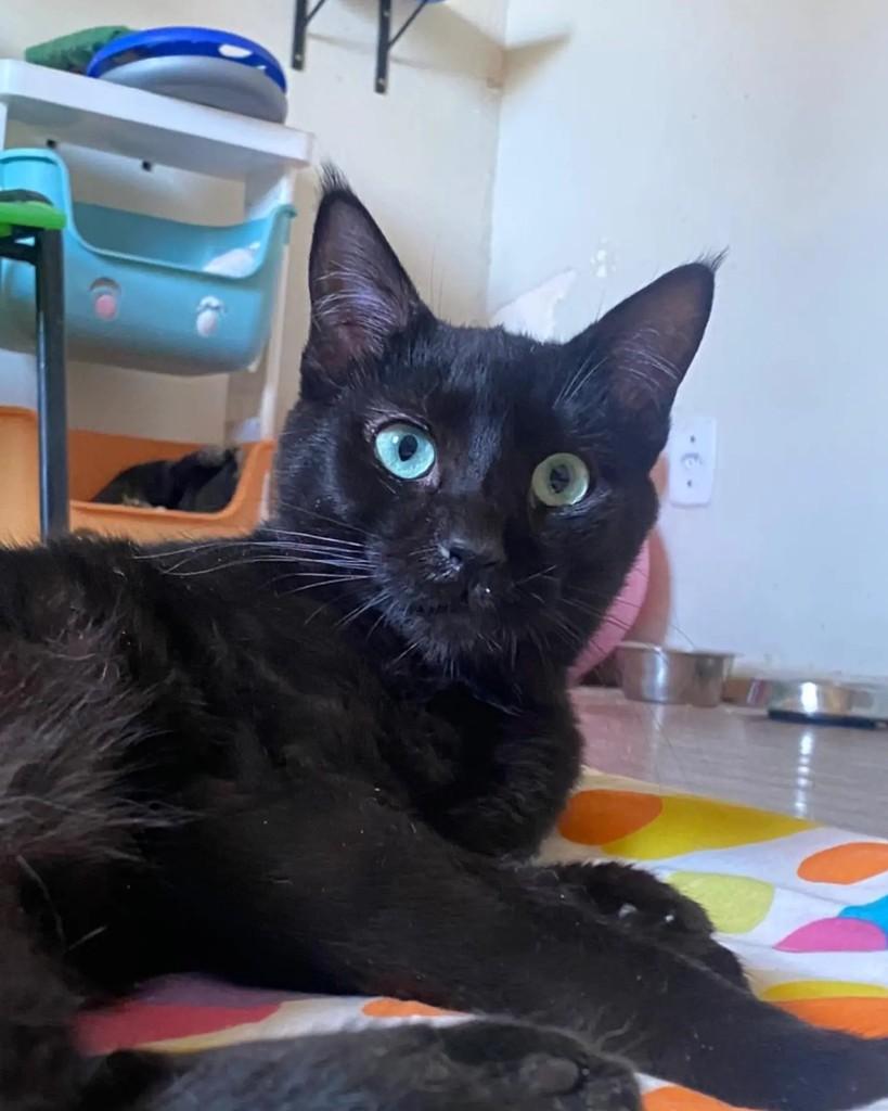 Ônix, gato de porte pequeno para adoção em Belo Horizonte - MG — foto 5 de 5
