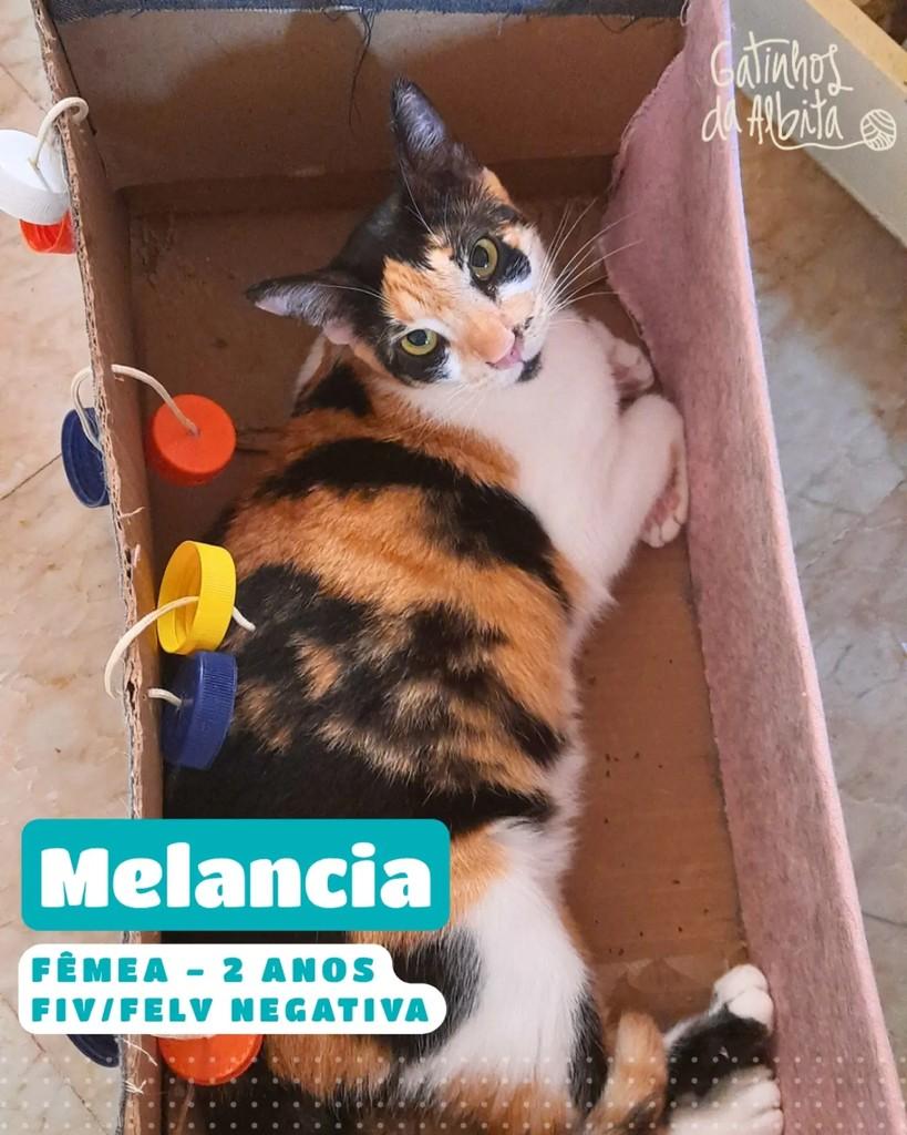 Melancia, gata de porte pequeno para adoção em Belo Horizonte - MG
