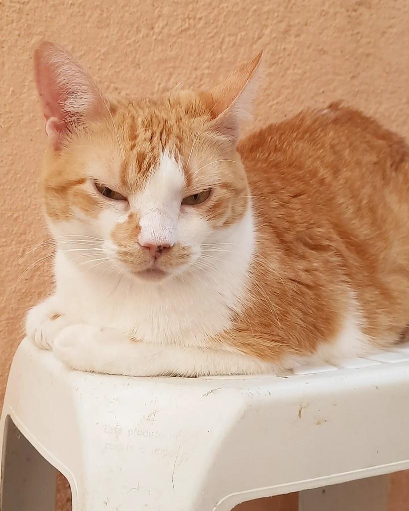 Margareth, gata de porte médio para adoção em Belo Horizonte - MG