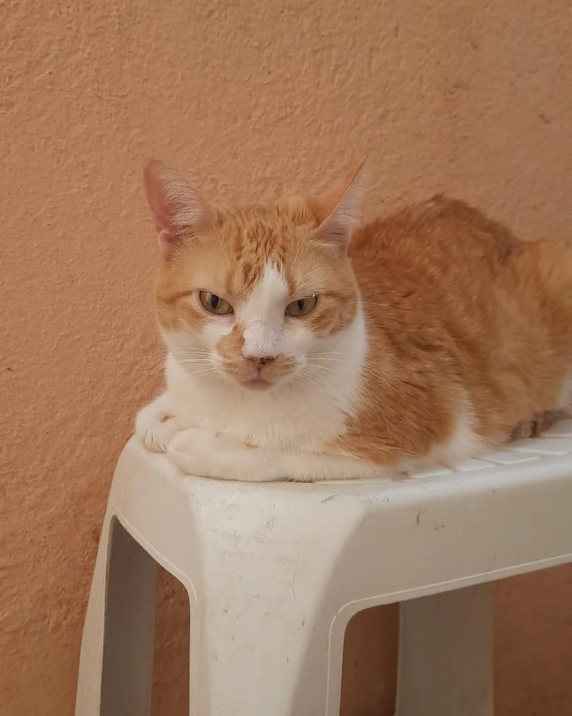 Margareth, gata de porte médio para adoção em Belo Horizonte - MG — foto 2 de 4