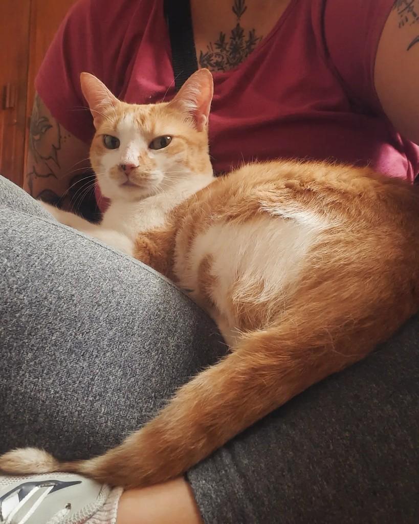 Margareth, gata de porte médio para adoção em Belo Horizonte - MG — foto 3 de 4