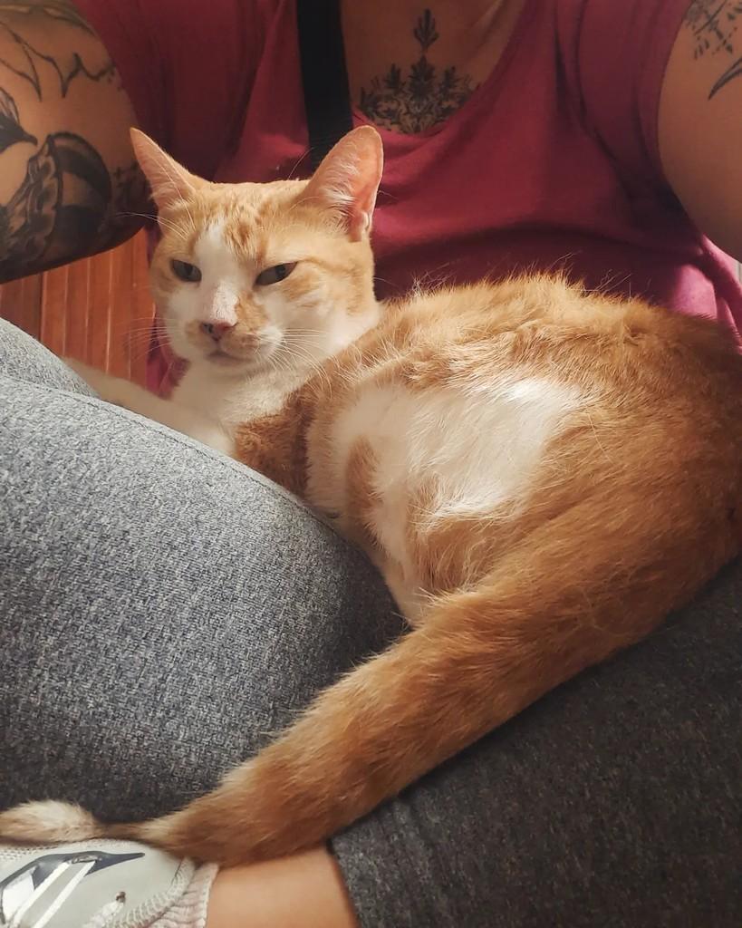 Margareth, gata de porte médio para adoção em Belo Horizonte - MG — foto 4 de 4